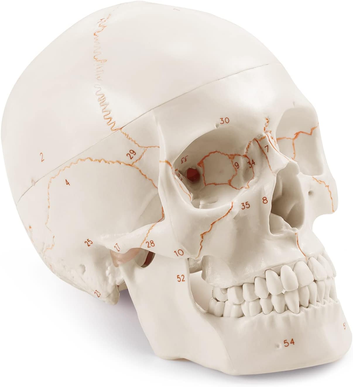 Modelo Anatómico de Cráneo Adulto a Tamaño Real, Versión Mejorada | Réplica de Calavera Humana Desmontable con Partes Numeradas Grabadas con Láser | Modelo 3D para Enseñanza Médica de Anatomía Humana