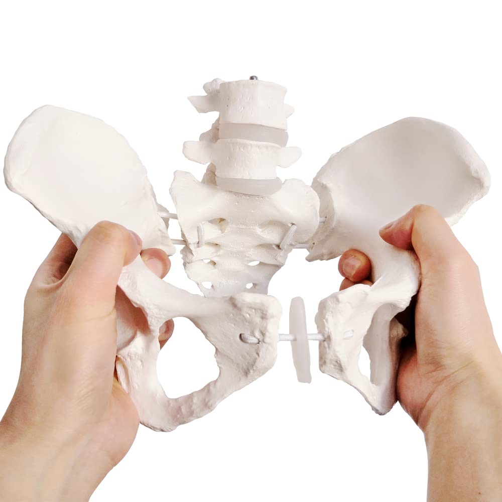 Evotech Scientific Modelo flexible de pelvis femenina, modelo de cadera, tamaño real, calidad médica, anatomía para la ciencia en el aula de estudio de exhibición de enseñanza modelo médico