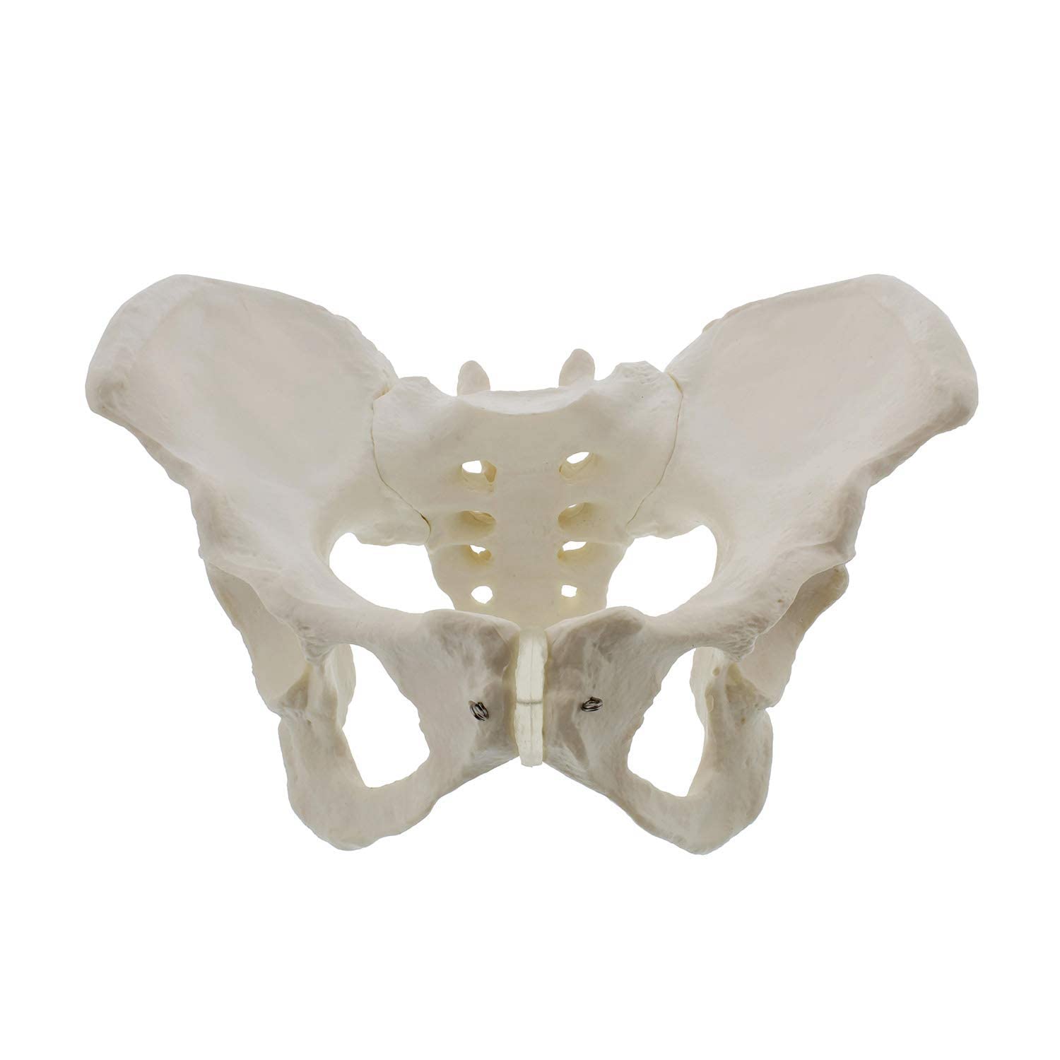 Pelvis Femenina de Tamaño Real: Modelo Anatómico de Cadera y Hueso Pélvico, Perfecto para Lecciones Médicas, Estudiantes de Medicina y Conocimiento Especializado en Salud Femenina