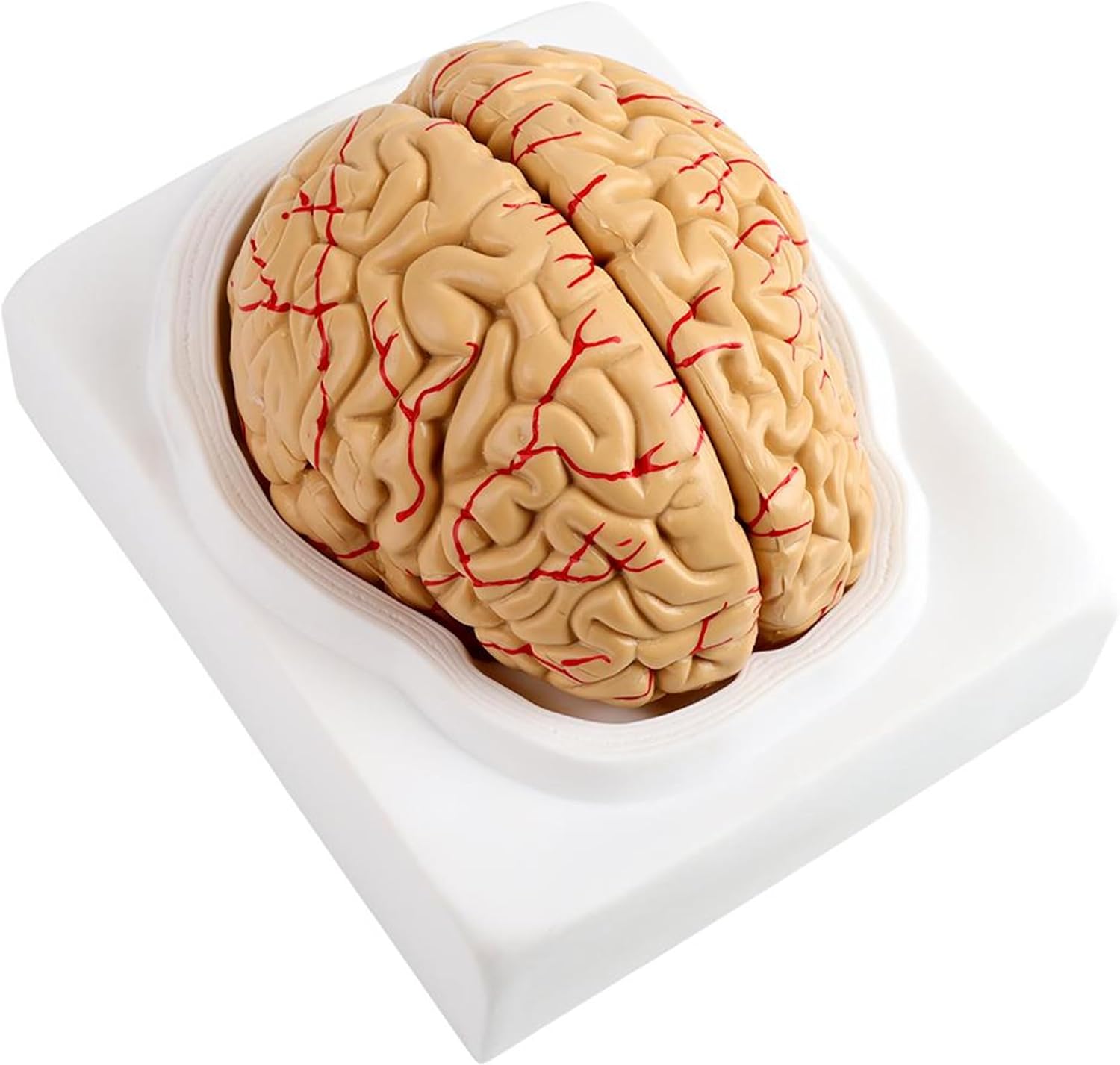 Modelo De Cerebro Anatómico, 8 Piezas, Modelo De Arteria Cerebral Anatómica, Conjunto Médico Humano, Suministro De Ciencia Escolar