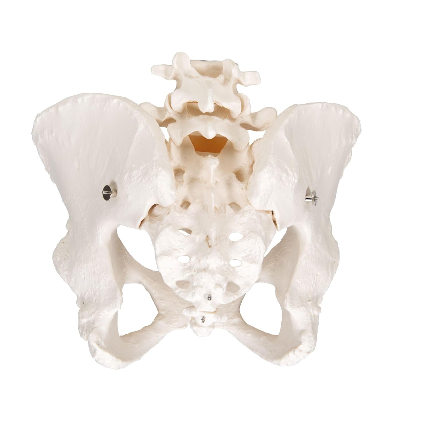3B Scientific® Esqueleto de Pelvis Femenina – Modelo a Tamaño Real con Sacro y Cóccix para Anatomía y Formación Médica + Smart Anatomy App (Garantía de 5 Años)