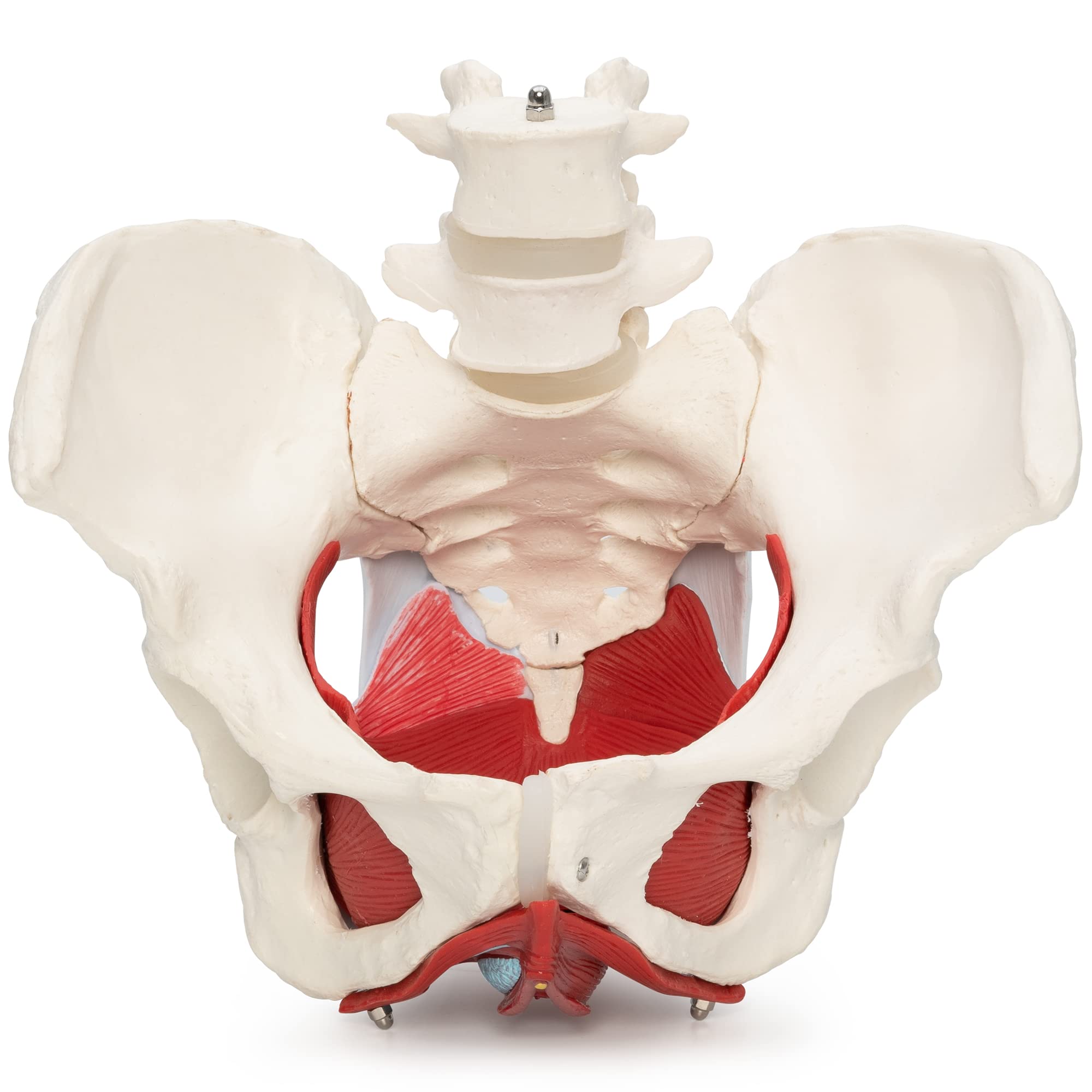 Cranstein A-330 Modelo de pelvis femenino anatómico médico con órganos extraíbles, 7 partes, de tamaño natural