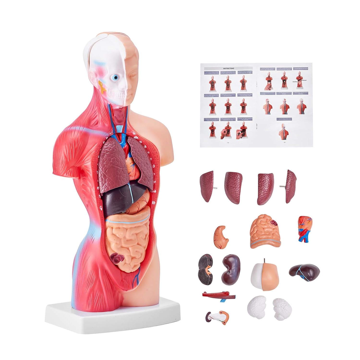VEVOR Modelo de Torso Humano 212,5x7,5x28 cm Modelo Anatómico de Torso Humano Juego de 15 piezas Modelo de Enseñanza Médica de PVC con Órganos Internos Aprendizaje de Demostración Vívido y Realista