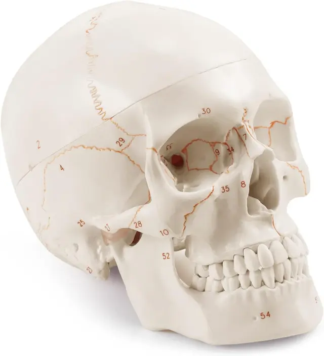 Modelo Anatómico de Cráneo Adulto a Tamaño Real, Versión Mejorada | Réplica de Calavera Humana Desmontable con Partes Numeradas Grabadas con Láser | Modelo 3D para Enseñanza Médica de Anatomía Humana