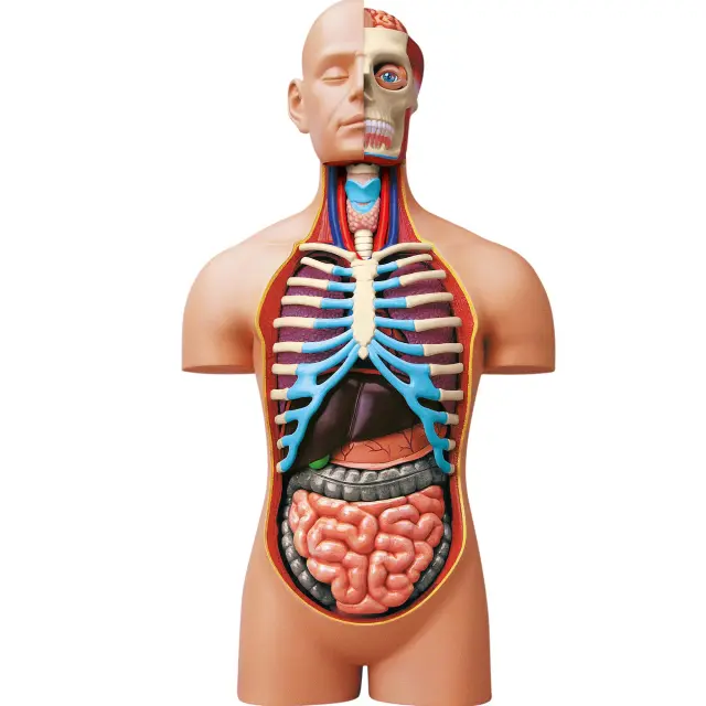 EXPLORA - Torso - Anatomía del Cuerpo Humano - 546080-54 Piezas - Instrucciones de Ensamblaje y Cuestionario Educativo - Kit de Descubrimiento - Juego para Niños - Científico - A Partir de 8 años